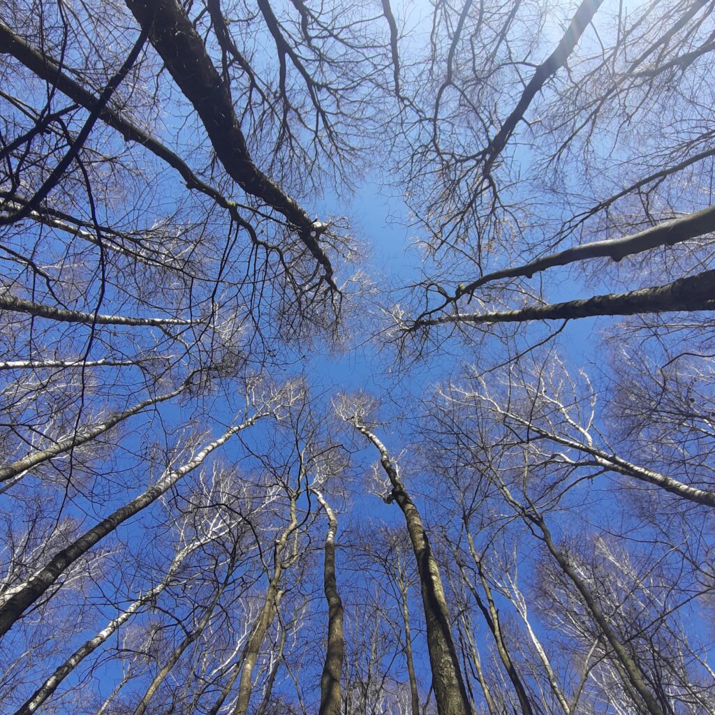 darmowa wiedza dietetyczna, dietetyczna wiedza, dietoterapia